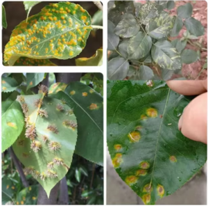 <span class=keywords><strong>Fungicida</strong></span> Protector a Base <span class=keywords><strong>de</strong></span> Iprodiona Diamida 96%TC 50%WP CAS 36734-19-7 <span class=keywords><strong>Precio</strong></span> <span class=keywords><strong>de</strong></span> Fábrica - Product Image 4