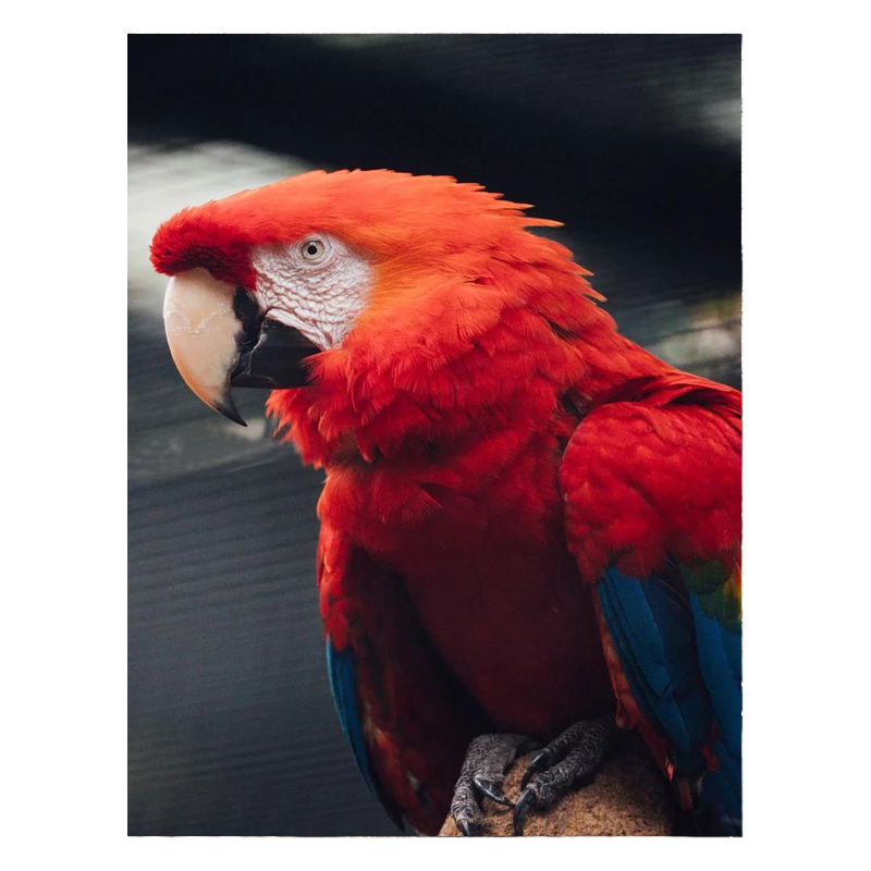 Red Parrot Diamond Paintings Kit Animal Home Decoration Wall Art Dropshipping Diy 5d Diamond Painting Kits On-time Delivery