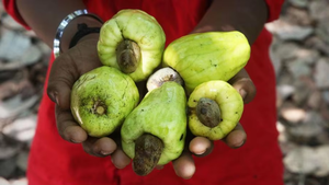 Compre Nueces de Anacardo Frescas 100% Naturales al por Mayor, Alta Calidad, Grado Superior, Empaque Personalizado a Granel, Uso Alimentario, Origen Estadounidense, OEM - Product Image 4