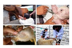 Thú Y Ống Tiêm Kim Thép Không Gỉ Tái Sử Dụng Động Vật Vaccine Injector Kim Động Vật Ăn Và Điều Trị Kim - Product Image 2