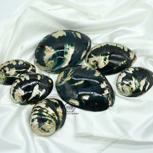 Coquille d'ormeau noire naturelle polie en gros, coquillages artisanaux pour <span class=keywords><strong>la</strong></span> fabrication <span class=keywords><strong>de</strong></span> bijoux, décoration artisanale pour brûler le <span class=keywords><strong>sauge</strong></span> - Product Image 1