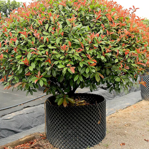 Bán buôn tùy chỉnh PE nồi Nhựa không khí nhựa không khí cắt tỉa nồi gốc cây phát triển <span class=keywords><strong>container</strong></span> - Product Image 6