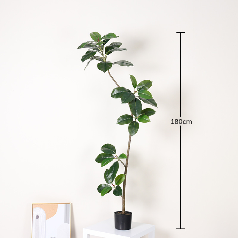 Ficus microcarpa - 180 cm
