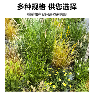 Plante en gazon artificiel 30cm-100cm, réaliste, en plastique, en pot, pour la décoration paysagère intérieure et extérieure - Product Image 3