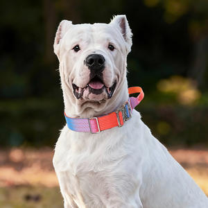 Bestseller Langlebiges Taktisches Hundehalsband aus Nylonband Modisches Hundehalsband für Mittelgroße und Große Hunde <span class=keywords><strong>Training</strong></span> - Product Image 5