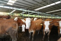 Faible coût préfabriqué volaille mouton vache ferme laitière chèvre maison étable grange grand bâtiment de stockage hangar structure entrepôt