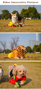 Yüksek kaliteli özel eğlenceli köpek oyuncak pamuk kordon peluş Squeaky Pet oyuncaklar interaktif Chew spor dayanıklı köpek oyuncak - Product Image 5