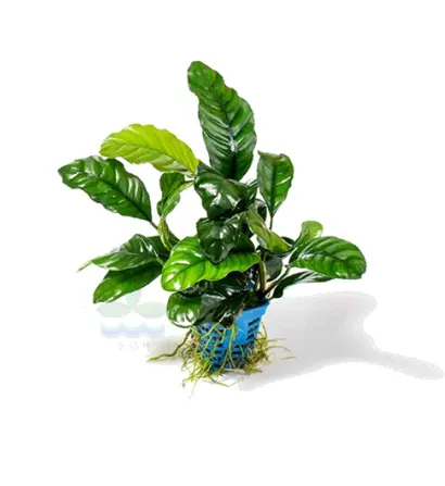 Small square cup Anubias barteri var. coffeefolia Real plants for fish tank decoration