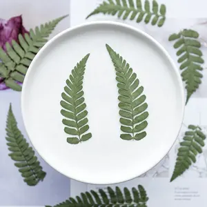 Wholesale DIY material Dried flower leaf pressed fern leaves for Phone Case resin art Jewelry Postcard candle making decoration