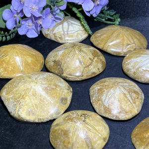 Fossiles naturels polis en gros, étoiles <span class=keywords><strong>de</strong></span> <span class=keywords><strong>mer</strong></span>, fossiles d'escargots marins, ornements à vendre pour cadeau - Product Image 3