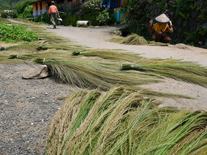 Matériaux bruts de balai en herbe naturelle écologiques et durables pour le nettoyage des sols, fabriqués en Java Central, Indonésie - Product Image 5