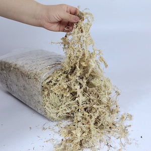 Mousse de sphaigne naturelle AAAAAA de haute qualité <span class=keywords><strong>pour</strong></span> <span class=keywords><strong>substrat</strong></span> de Reptile d'orchidées 500g sac longue fibre Absorption d'eau 600-1000% MUSCHIO - Product Image 2