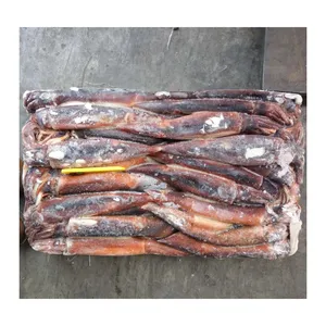 HACCP-calamar illex de frozen para el mercado