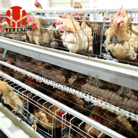 Cage à poules automatique de type A personnalisable, conception modulaire galvanisée, capacité de 1000 à 5000 poulets, en vente