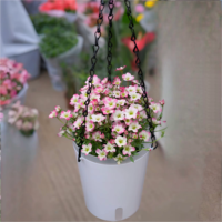 Maceta Colgante de 20 cm (7.9 Pulgadas) con Autorriego, Diseño Nuevo, con Inserto Transparente / Maceta Interior con Ventana Visible para el Nivel del Agua