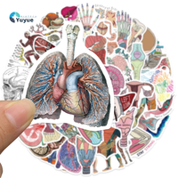 50 Pegatinas de Anatomía Humana - Guía de Aprendizaje de Órganos para Estudiantes de Medicina, Calcomanías Removibles Resistentes al Agua y a los Rayos UV