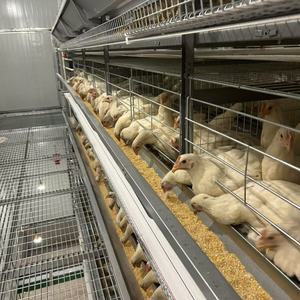 Équipement de ferme avicole de ponte de poulet automatique de type H nouvel état Cages pour animaux de poulet oeuf bon pour les <span class=keywords><strong>oiseaux</strong></span> de <span class=keywords><strong>cage</strong></span> de poussin d'un jour - Product Image 5