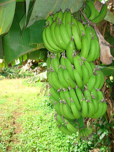 Banane du Vietnam-haute qualité pour l'exportation - Product Image 5