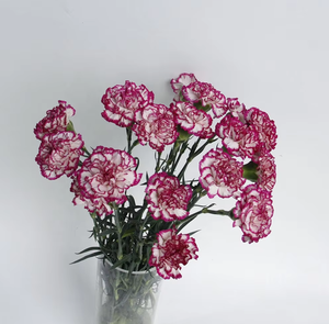 Girofle bicolore violet avec bordure blanche (Purple Beauty) |   Dianthus Caryophyllus en gros provenant du Yunnan, Chine - Product Image 4