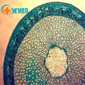 Portaobjetos de Microscopio de Vidrio de Alta Calidad al Mejor <span class=keywords><strong>Precio</strong></span> para Ciencias Médicas, Portaobjetos Preparados de Botánica de Tallo de Dicotiledón - Product Image 3