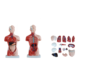 Torso anatómica de buena calidad, 26 cm, 15 piezas, modelo de la visera humana - Product Image 3