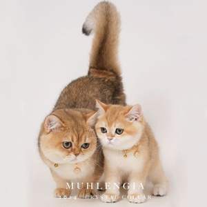 Collar de Lujo para Mascotas de Cuero Vegano con Cristales, para Perros y Gatos, Accesorio Personalizable con Opciones en Dorado, Plateado y Negro - Product Image 4