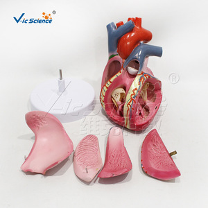 Modelo de conducción cardíaca de alta precisión de 5 componentes (3 veces más preciso), que muestra el nodo sinotriádico y el nodo atrioventricular - Product Image 2
