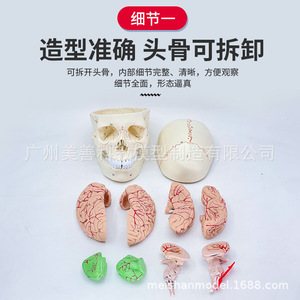 Crâne avec modèle de cerveau attaché ; Crâne humain, cerveau, neurologie, anatomie crânienne ; Suture osseuses ; Crâne avec modèle de cerveau attaché - Product Image 2