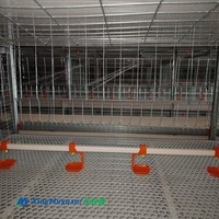Système d'alimentation automatique à télécommande pour poulets de chair en élevage au sol, pour fermes avicoles, état neuf, fourni par l'usine