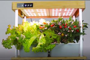 Sistemas de cultivo de plantas hidropónicas de jardín inteligente de bambú para interiores, luces LED de cultivo de espectro específico de 36w para el hogar, 30/ - Product Image 5