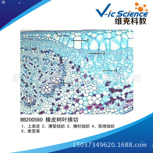 Cross section of rubber tree leaf; plant slide; leaf and leaf metamorphosis; animal and plant sections; <b>microscope</b> slide. - Product Image 5
