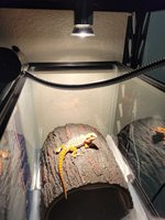 Lampe solaire à spectre complet UVA + UVB 50W pour reptiles et amphibiens, lampe halogène pour bain de soleil