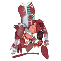 Modèle d'enseignement du corps humain anatomique 180 cm, modèle d'anatomie de dissection musculaire avec organes internes