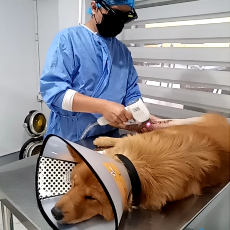Veterinary Instrument Cold Laser Therapy Equipment