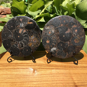 Fossiles de coquillages en gros, disque en spirale, spécimen océanique rare pour la décoration de la maison, collection pour les passionnés de géologie et exposition éducative - Product Image 4