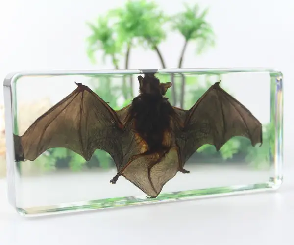 Resina epóxi transparente alta, morcego real em resina, peso epóxi