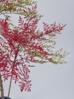 Bambou vert artificiel décoratif, 1 pièce, 180CM, plante rouge, décoration intérieure et extérieure