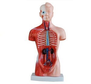 Torso anatómica de buena calidad, 26 cm, 15 piezas, modelo de la visera humana - Product Image 4