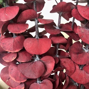 Fleurs en gros <span class=keywords><strong>d</strong></span>'usine Offre Spéciale <span class=keywords><strong>fleur</strong></span> <span class=keywords><strong>d</strong></span>'<span class=keywords><strong>eucalyptus</strong></span> séchée et conservée naturelle pour Arrangement de fleurs à la maison de mariage - Product Image 6