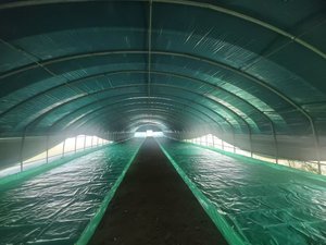 Mealworm umpan serangga (Tenebrio Molitor) -Protein tinggi, aditif-gratis untuk ayam, hamster, reptil & burung liar - Product Image 5