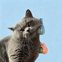 360 °    Jouet mural rotatif à la catnip, gardez votre chat heureux, en bonne santé et occupé avec nos jouets rotatifs à la catnip de qualité supérieure