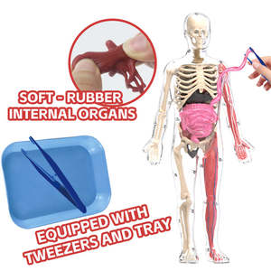 डार्क कंकाल मॉडल शैक्षिक किट जीवविज्ञान विज्ञान सीखने की किट 4 डी मानव शरीर शरीर शरीर रचना खिलौने - Product Image 2