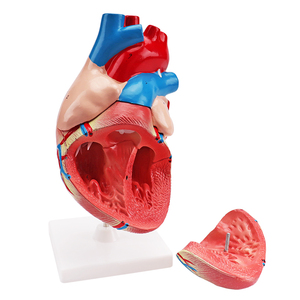Mô Hình Giải Phẫu Người <span class=keywords><strong>3D</strong></span> Mô Hình Tim Người Cho Nhà Cung Cấp One-Stop Khoa Học Y Tế Mô Hình Jumbo Nhựa - Product Image 6