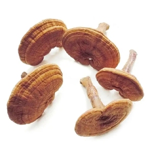 Vente chaude Séché Ganoderma Lucidum À Base De Plantes Naturel Pur Produit Agricole Primaire <span class=keywords><strong>Champignon</strong></span> - Product Image 5