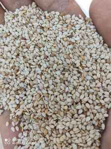 งาที่มีคุณภาพสูงผลิตภัณฑ์ทางการเกษตรระดับโลกส่งออกยอดนิยมฟาร์มดูแลและผลิตในอียิปต์ - Product Image 6