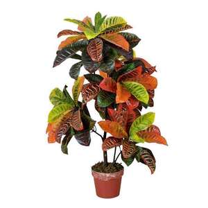 Planta de Croton en Maceta de 100 cm GR - Product Image 1