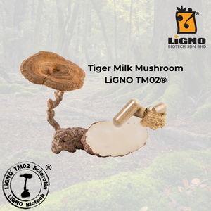 ผงสกัดเห็ดนมเสือ LiGNO TM02 สารสกัดจากธรรมชาติบริสุทธิ์ ช่วยบำรุงระบบทางเดินหายใจ สูตรผสมเพื่อสุขภาพ - Product Image 1