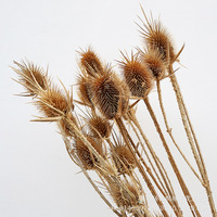Direkt vom Hersteller: Natürlich konservierte Distelblüten, getrocknete Blumen für Heimdekoration, getrocknetes Eryngium