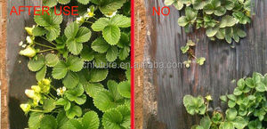High Effect Factory Quality <strong>Seaweed</strong> Extract Lquide <strong>Fertilisants</strong> - Product Image 5