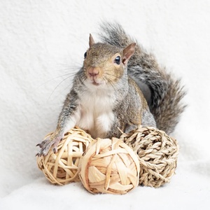 Trío <span class=keywords><strong>de</strong></span> Pelotas <span class=keywords><strong>de</strong></span> Hierba para Mascotas: Conejos, Cobayas, Perros <span class=keywords><strong>de</strong></span> <span class=keywords><strong>Pradera</strong></span>, Chinchillas, Degus, Ratas, Erizos, Ardillas y Otros Animales Pequeños - Product Image 3